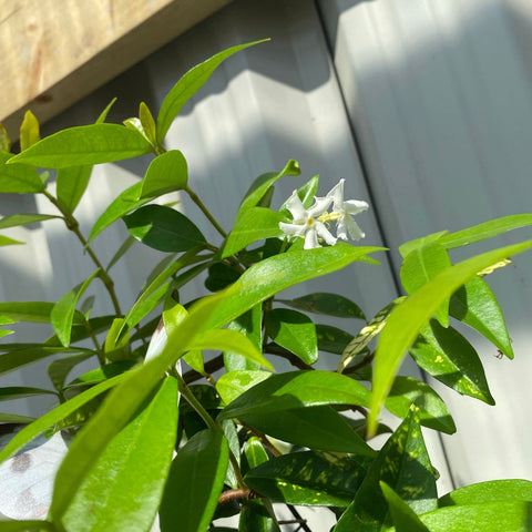 Trachelospermum jasminoides | Cône de jasmin étoilé à feuilles persistantes
