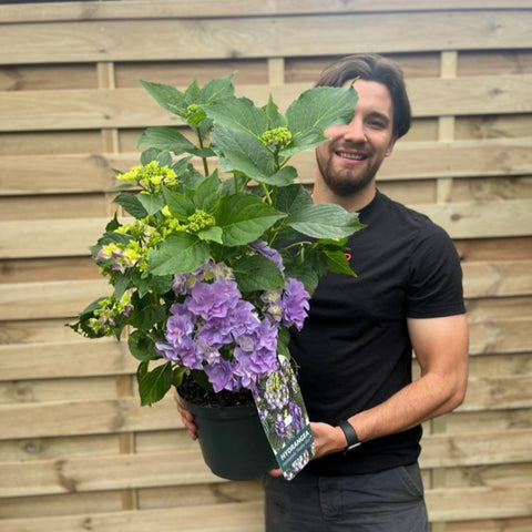 Hortensie 'Feather Blue' 5L