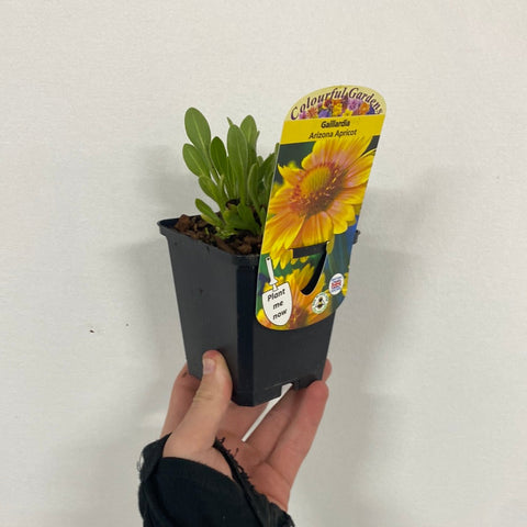 Gaillardia 'Arizona Apricot' (Kokardenblume) 9 cm