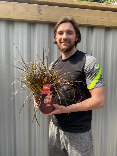 Uncinia 'Rubra' Ziergras 3L