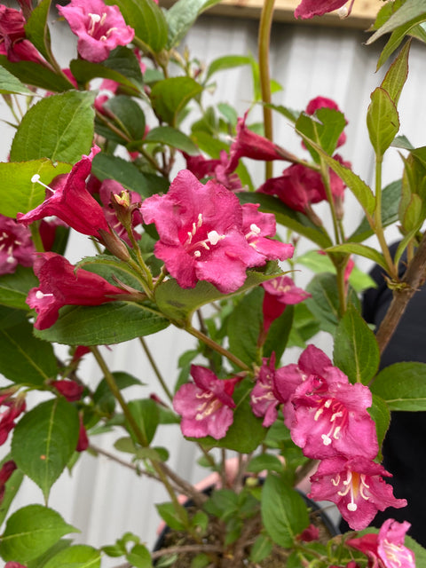Weigela Florida 'Bristol Ruby' (2 Sizes Available)