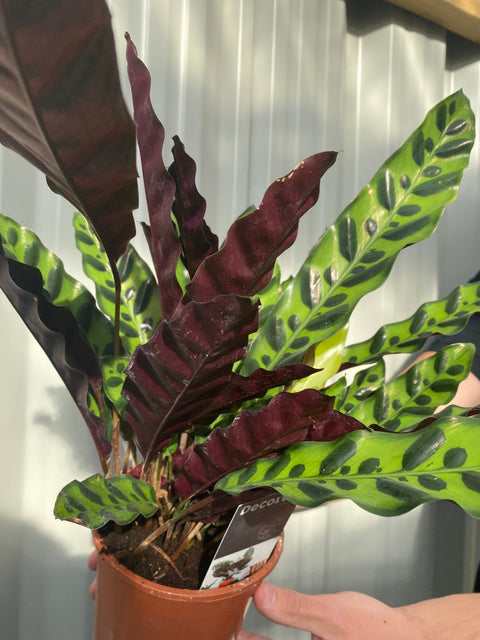 Calathea lancifolia 50cm