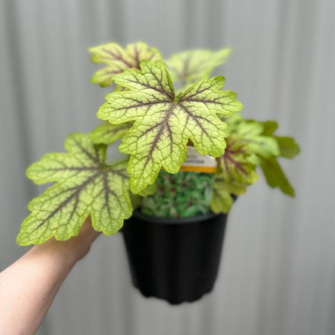 Heuchère 'Alabama Sunrise' 2L