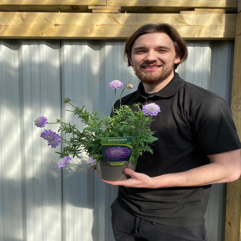 Scabious 'Flutter Deep Blue' 2L