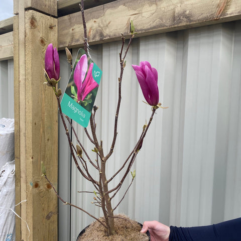 Magnolia 'Susan' 9 cm - 3 L
