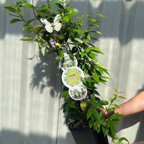 Trachelospermum jasminoides | Cône de jasmin étoilé à feuilles persistantes