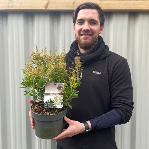 Pieris japonica 'Debutance' 3L