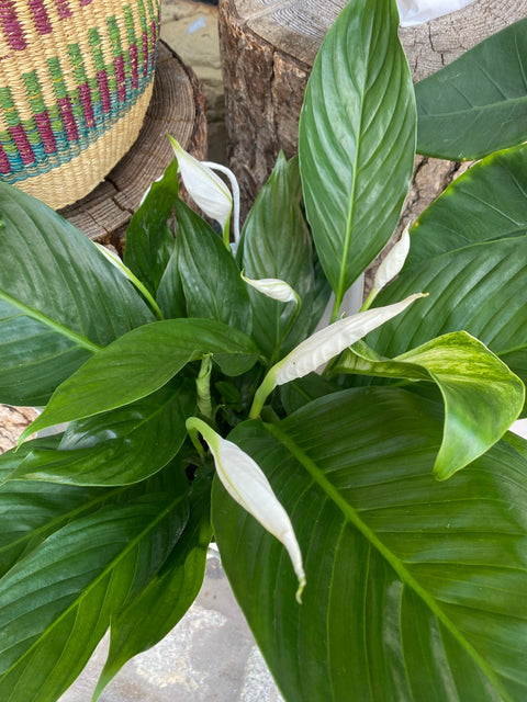 Friedenslilie (Spathiphyllum)