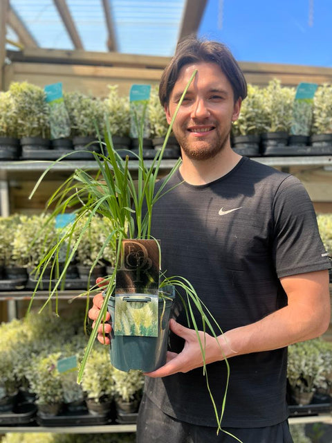 Cortaderia Pampasgras 'Pumila' 1L/2L/4L