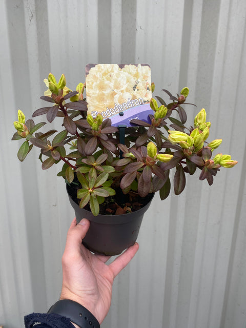 Zwerg-Rhododendron 'Wren' 1L