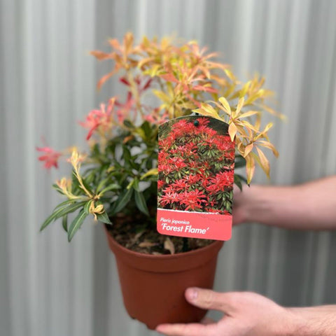 Pieris japonica Forest Flame (2 Größen erhältlich)