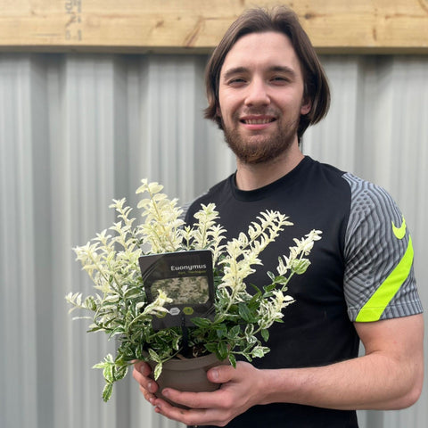 Euonymus Fortunei 'Harlequin' 9cm / 1,5L / 2L