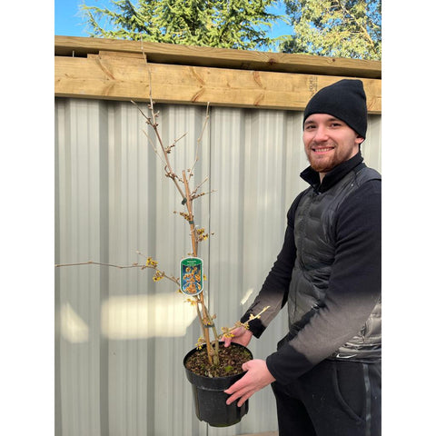 Hamamelis - Orange Beauty (Zaubernuss) 5L
