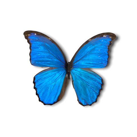 Schmetterling - Holzrahmen groß blau (111.1)