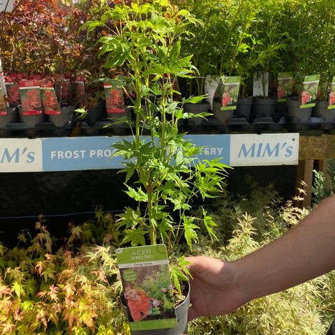 Acer palmatum 'Going Green' 10.5cm/2L/3L/45L