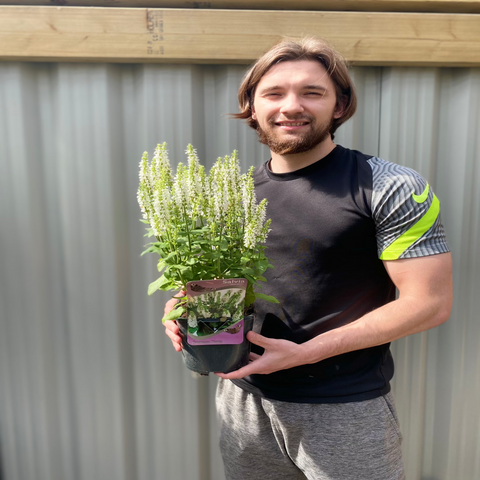 Salvia 'Apex White' 2L