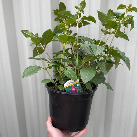 Hardy Fuchsia 'Mrs Popple' 9cm / 2L
