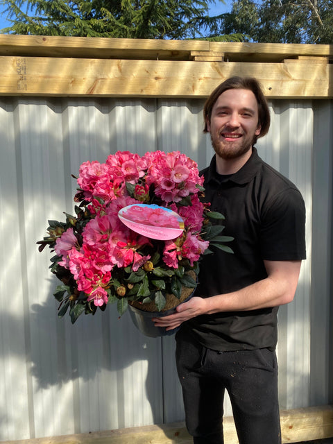 Rhododendron Wine and Roses (2 Größen)