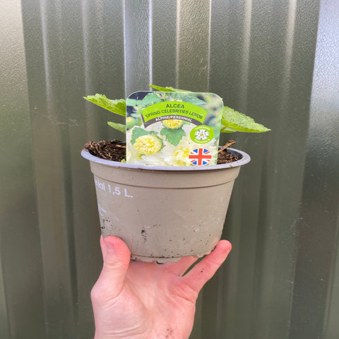 Gelbe Stockrose (Alcea) 'Spring Celebrities Lemon' 1,5 l