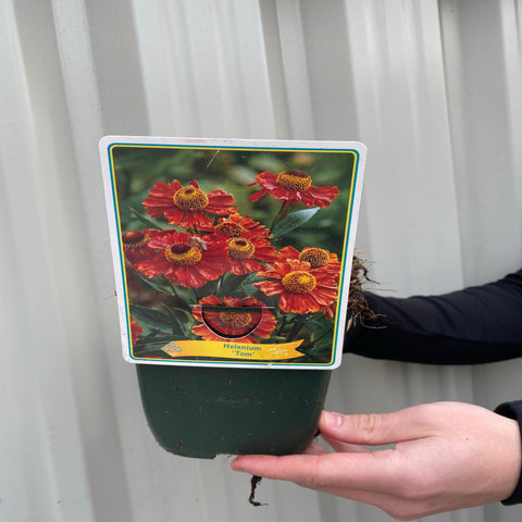 Helenium 'Tom' 1,5L