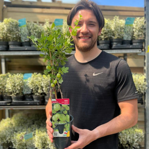 Stachelbeere 'Ribes' uva. Crispa Green 2L