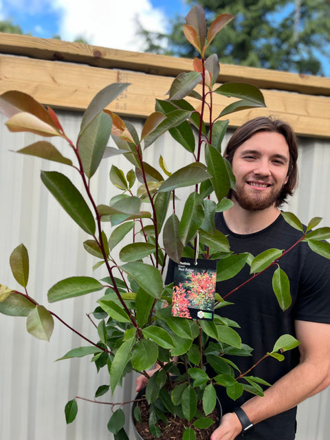 Photinia x fraseri 'Red Robin'