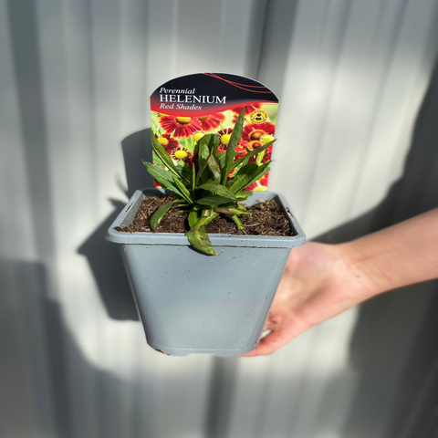Helenium – Rottöne 1L