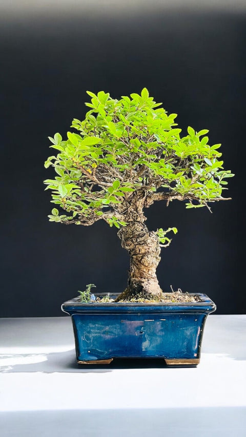 Japanese elm bonsai (Zelkova)