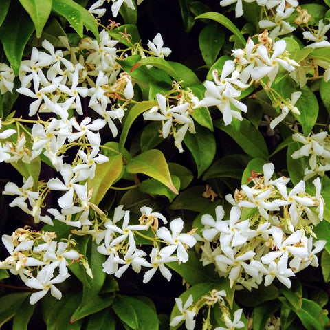 Trachelospermum jasminoides | Cône de jasmin étoilé à feuilles persistantes