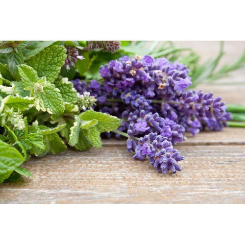 Lavender & Mint Foam Bath & Shower Gel - Cool, calm, and collected