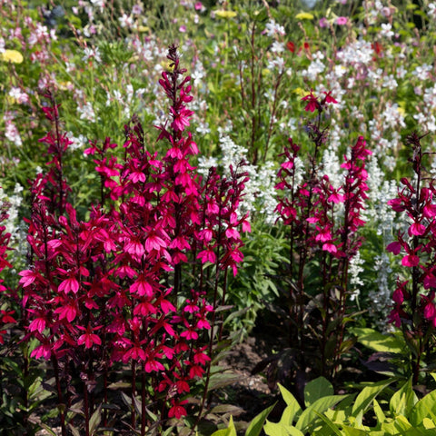 Lobelia speciosa 'Fan Deep Rose' 9 cm - 3 l