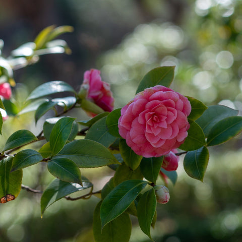 Camellia japonica 'Mrs Tingley' 5L 100-120cm