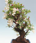 Malus halliana bonsai in a beautiful bonsai bowl