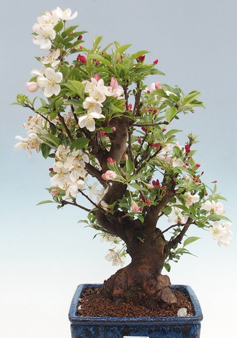 Malus halliana bonsai in a beautiful bonsai bowl