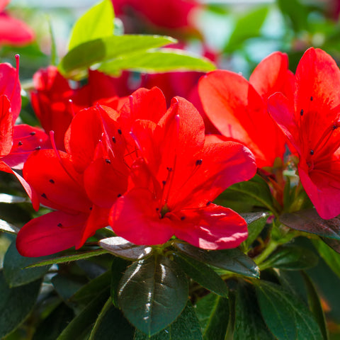 Azalea Japonica 'Manuska' 2L