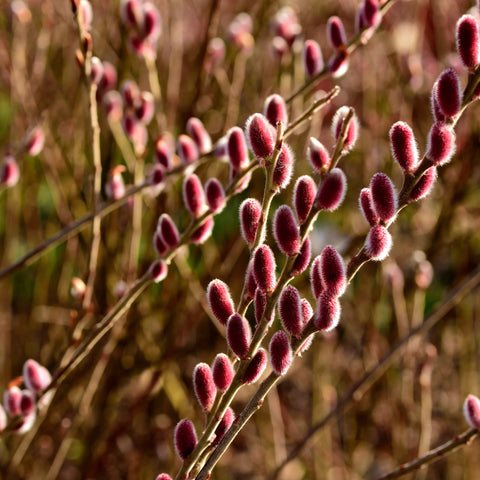 Standard Salix gracilistyla 'Mount Aso'  - Pink Pussy Willow (1m)