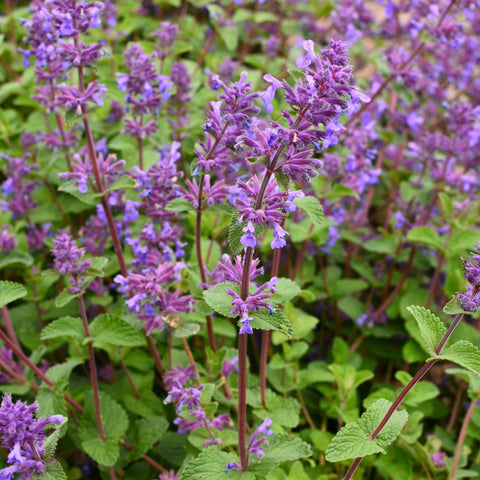 Nepeta faassenii (Catmint) 1.5L