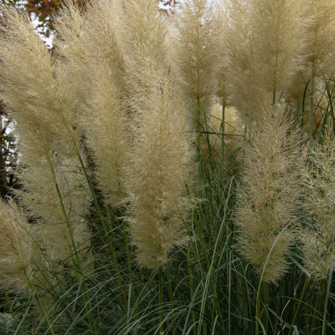 Pampas Grass - Cortaderia selloana White Plume - 40-60cm
