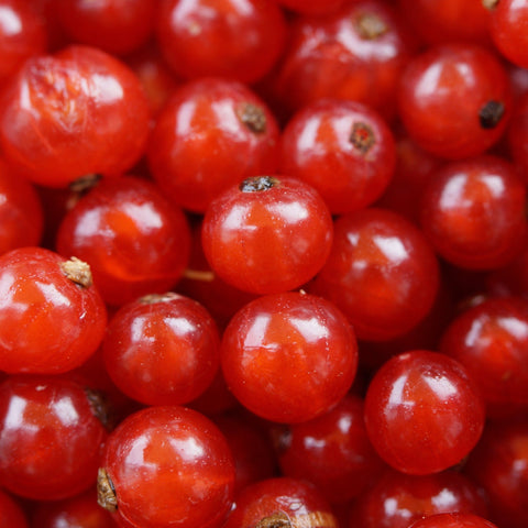Red currant bush  'Jonkheer van Tets' 2L / 4L