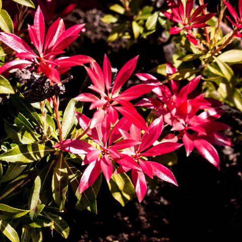 Pieris japonica Forest Flame (2 Größen erhältlich)