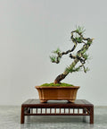 Pine bonsai (Pinus)