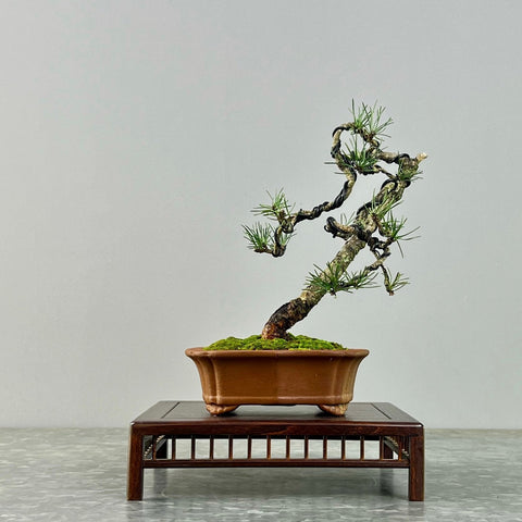 Pine bonsai (Pinus)