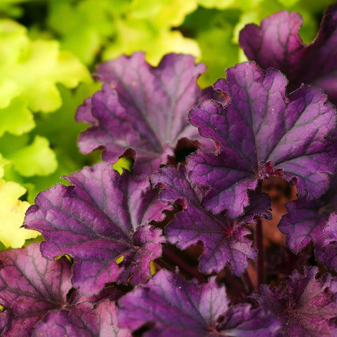Heuchera 'Melting Fire' 9cm/2L
