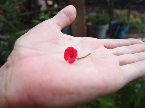 Bague Coquelicot de Shrieking Violet® Bague ajustable en argent sterling ornée d'une véritable fleur. Cadeau idéal pour une amie chère, une maman, une grand-mère, une épouse