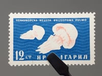 1961 12 Bulgarian stotinka Bulgaria Stamp Barrel Jellyfish (Rhizostoma pulmo) Marine Fauna