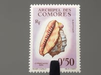 Comoros Stamp 1962 0.5 French African CFA franc Red Helmet Shell (Cypraecassis rufa)
