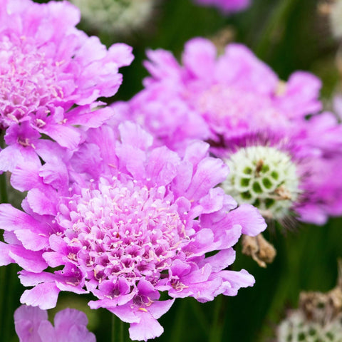 4 x Pink Flowering Perennials – 9cm Pots