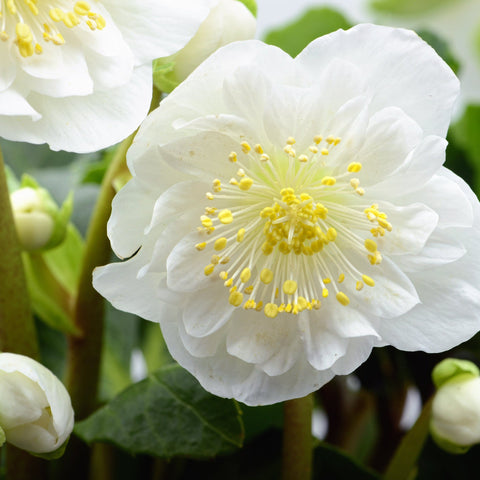 Helleborus nyger 'Christmas Carol' | Christrose | Helleborus | 9 cm – 2 l erhältlich