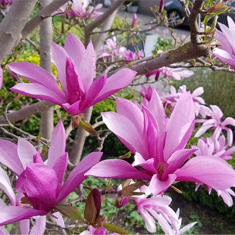 Magnolia Susan Standard Tree | Magnolia 90-100cm