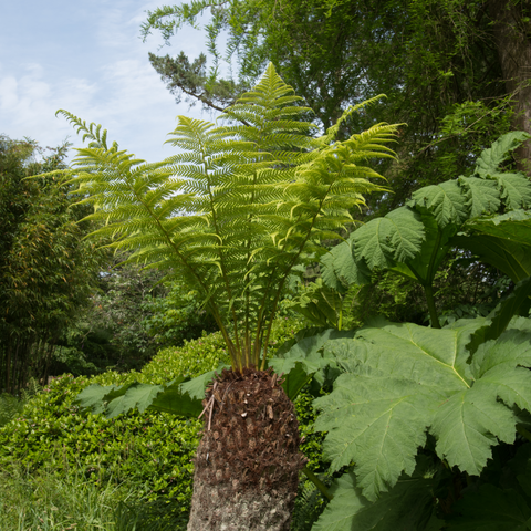 Baumfarn | Dicksonia antarctica 2L
